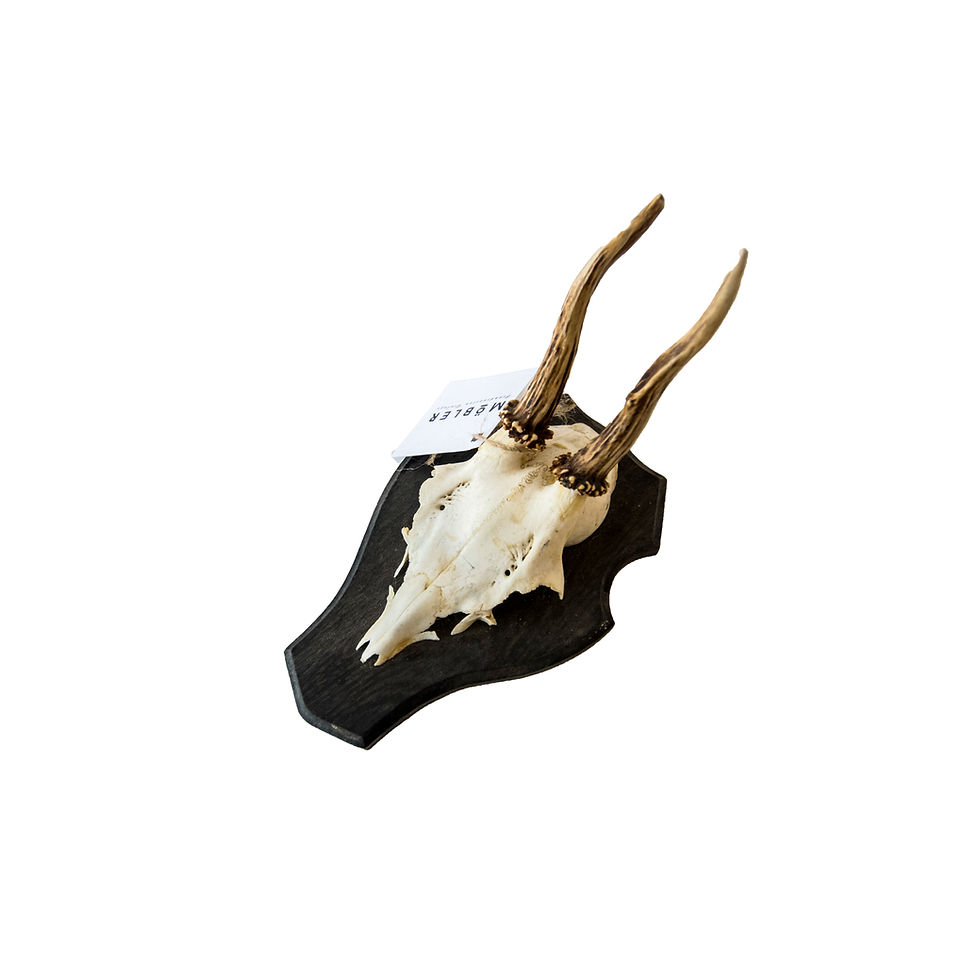 サムネイル： Vintage Roe deer horn