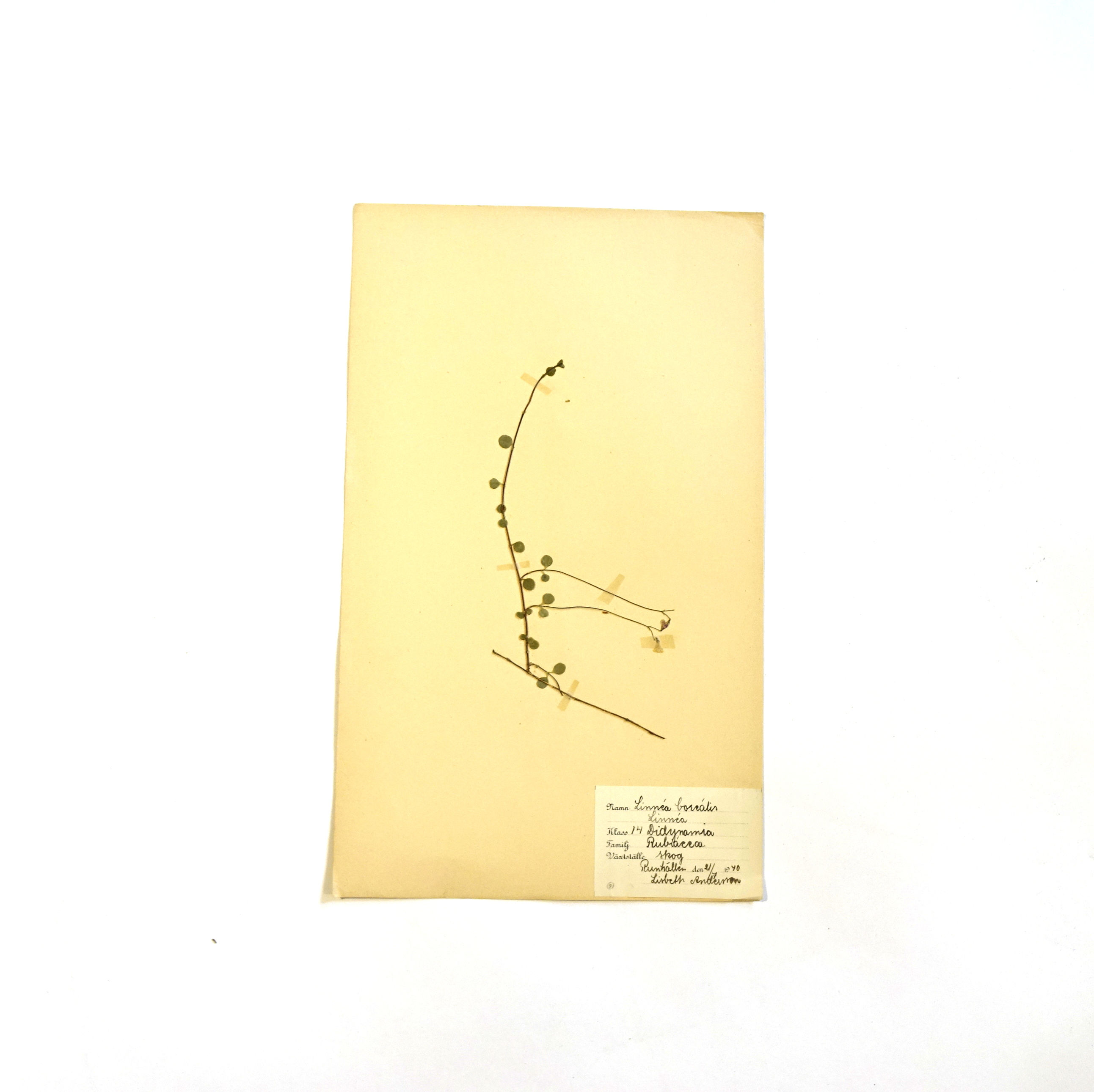 Antique Herbarium of: Linnea Borealis picked in Sweden 1940