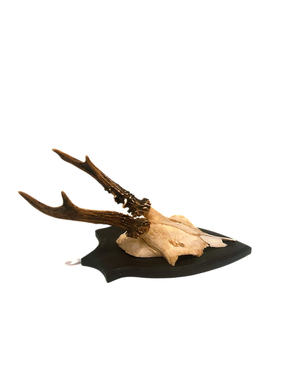 サムネイル： Vintage Roe Deer horn on oak plate from Sweden mid-century