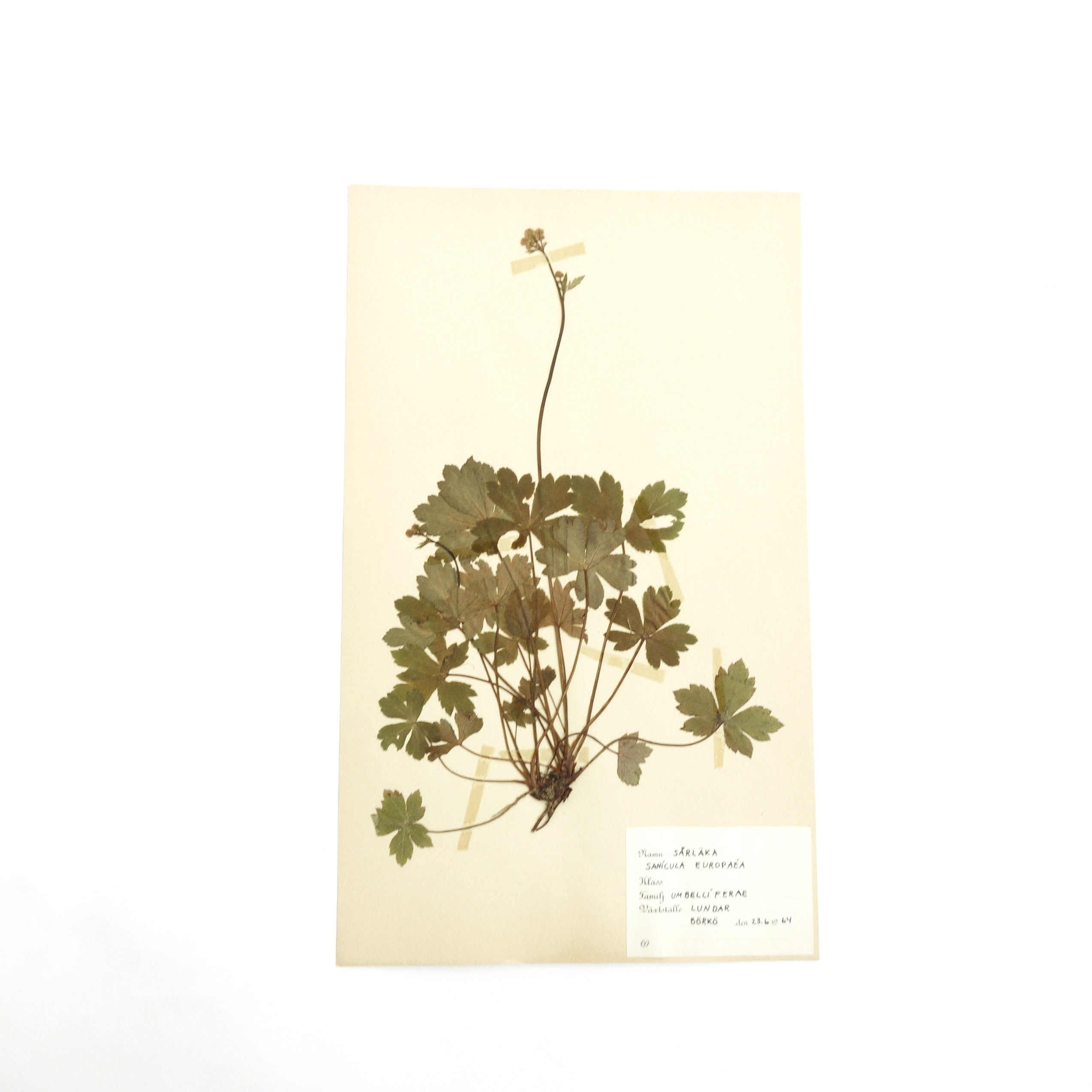 Antique Herbarium. Different floral species picked in Sweden 1890-1950s