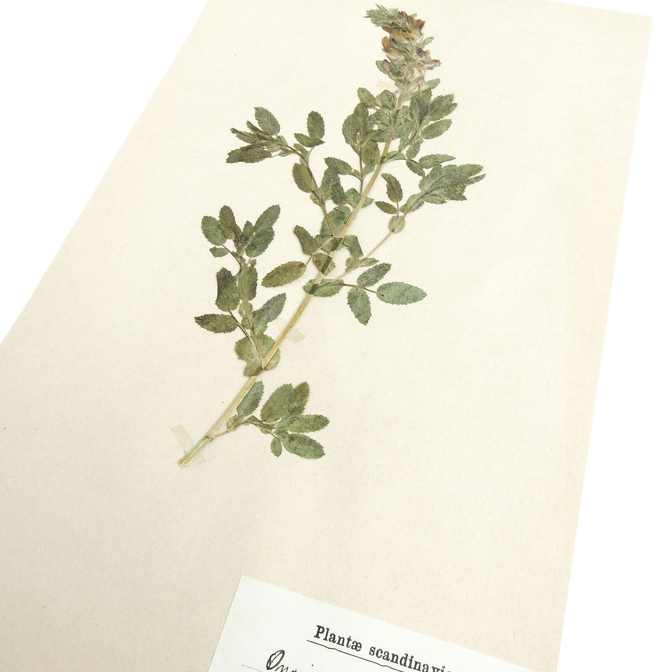 サムネイル： Antique Herbarium. Different floral species picked in Sweden 1890-1950s