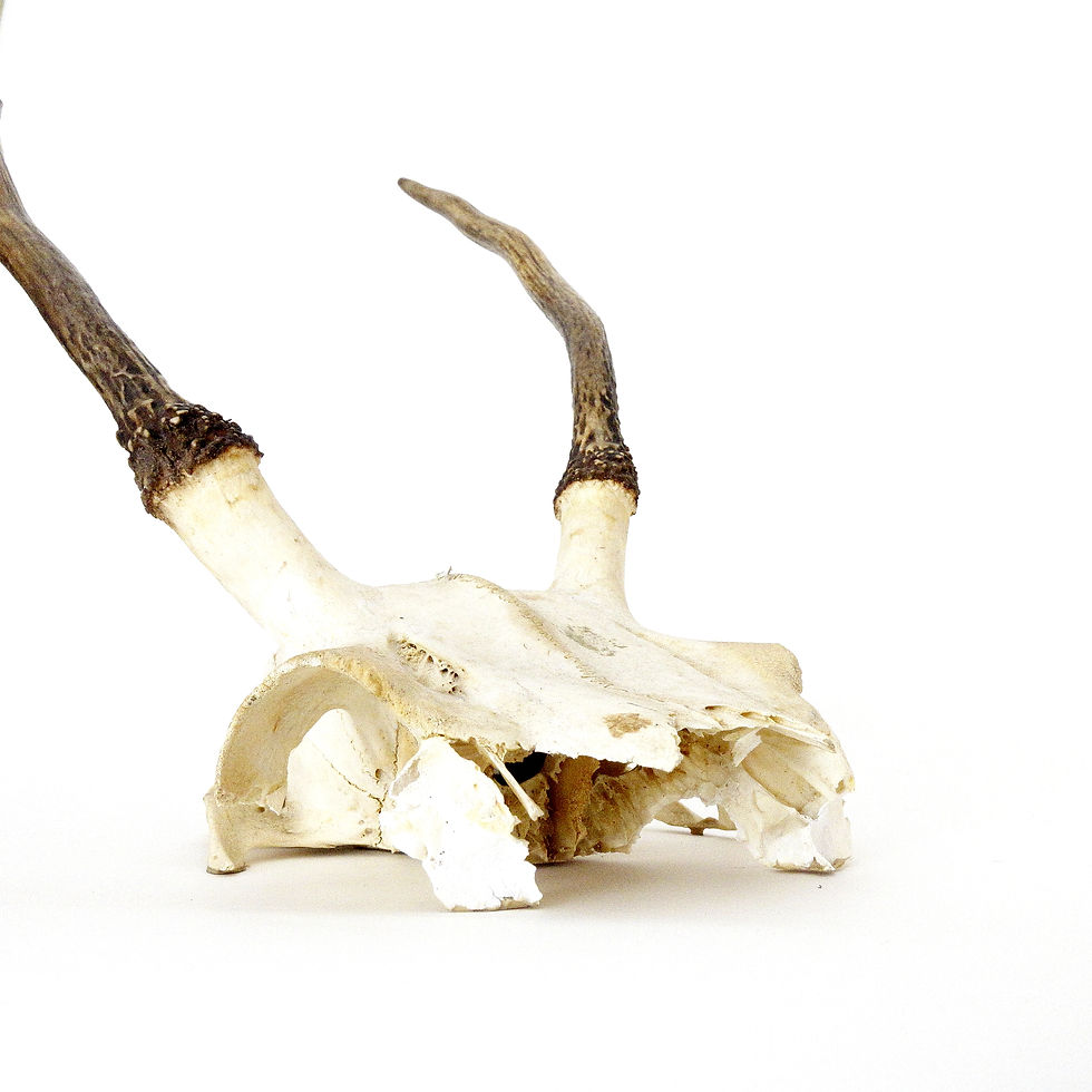 サムネイル： Large deer horn  for table decoration Sweden mid-century