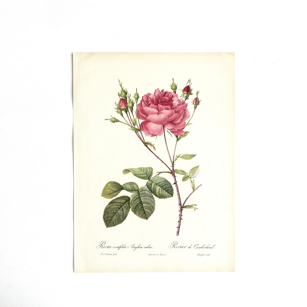 サムネイル： Vintage Original Lithograph by P.J Redoute from Sweden in fantastic cond