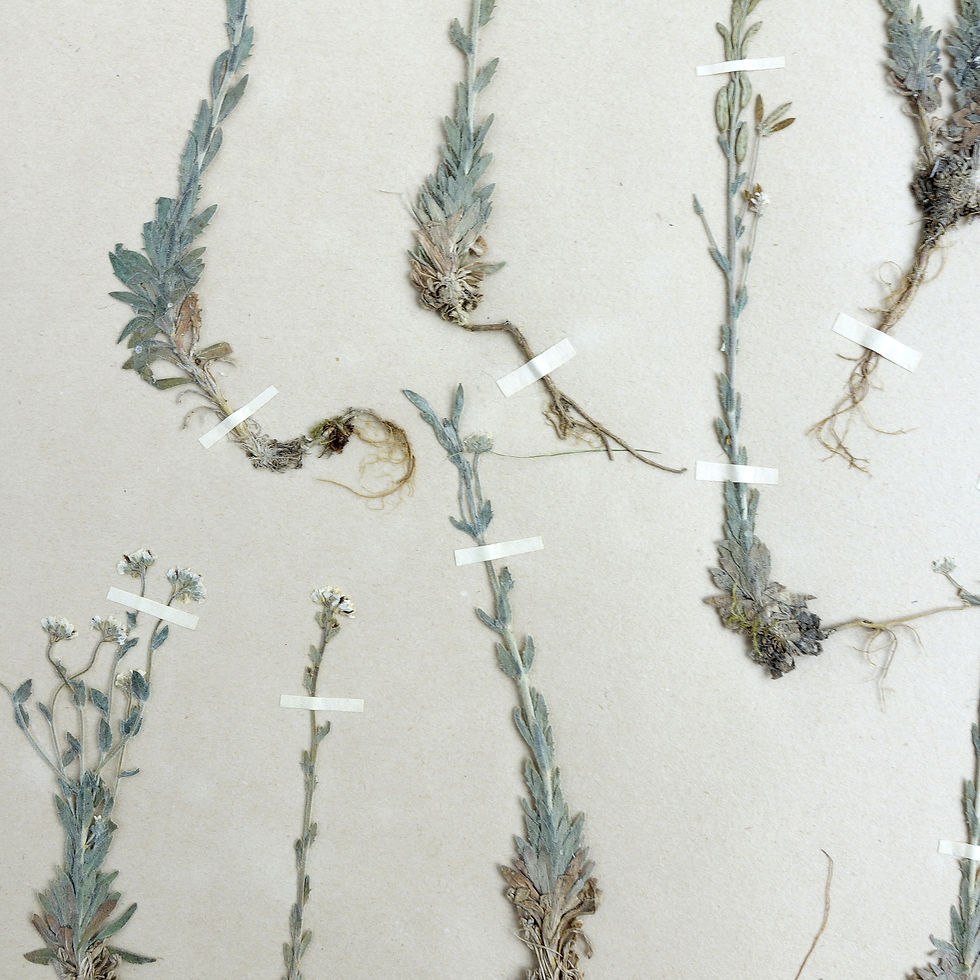 サムネイル： Antique Herbarium. Different floral species picked in Sweden 1890-1950s