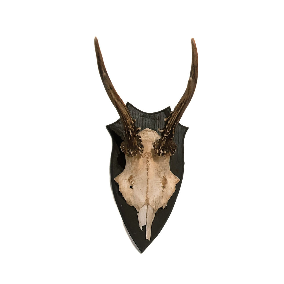 サムネイル： Vintage Roe Deer horn on oak plate from Sweden mid-century