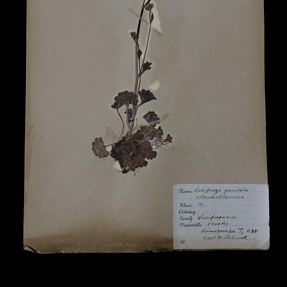 Thumbnail: Antique framed Herbariums. Attributed with date, botanist and location in Sweden
