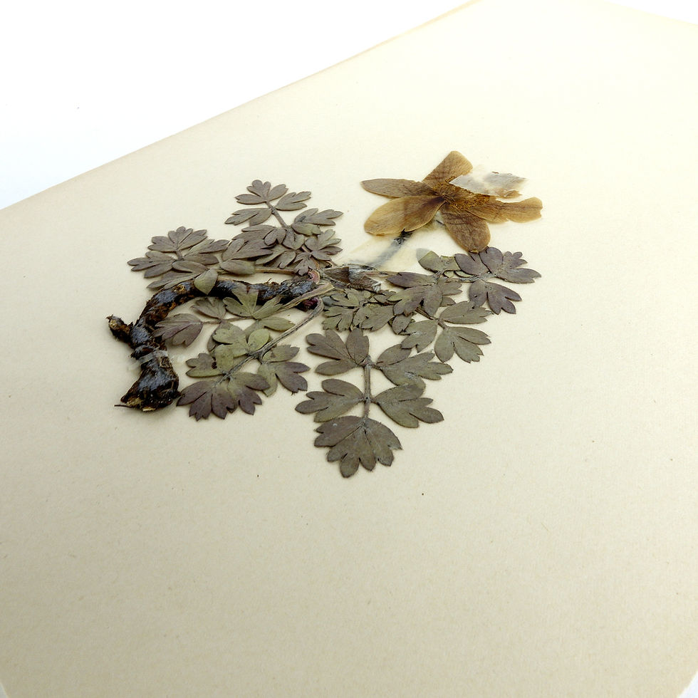 縮圖：Antique Herbarium. Different floral species picked in Sweden 1890-1950s