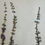 縮圖：Antique Herbarium. Different floral species picked in Sweden 1890-1950s
