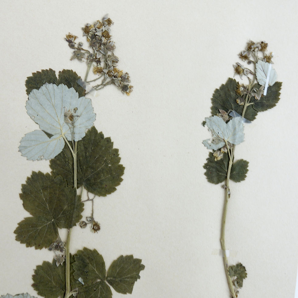 サムネイル： Antique Herbarium. Different floral species picked in Sweden 1890-1950s