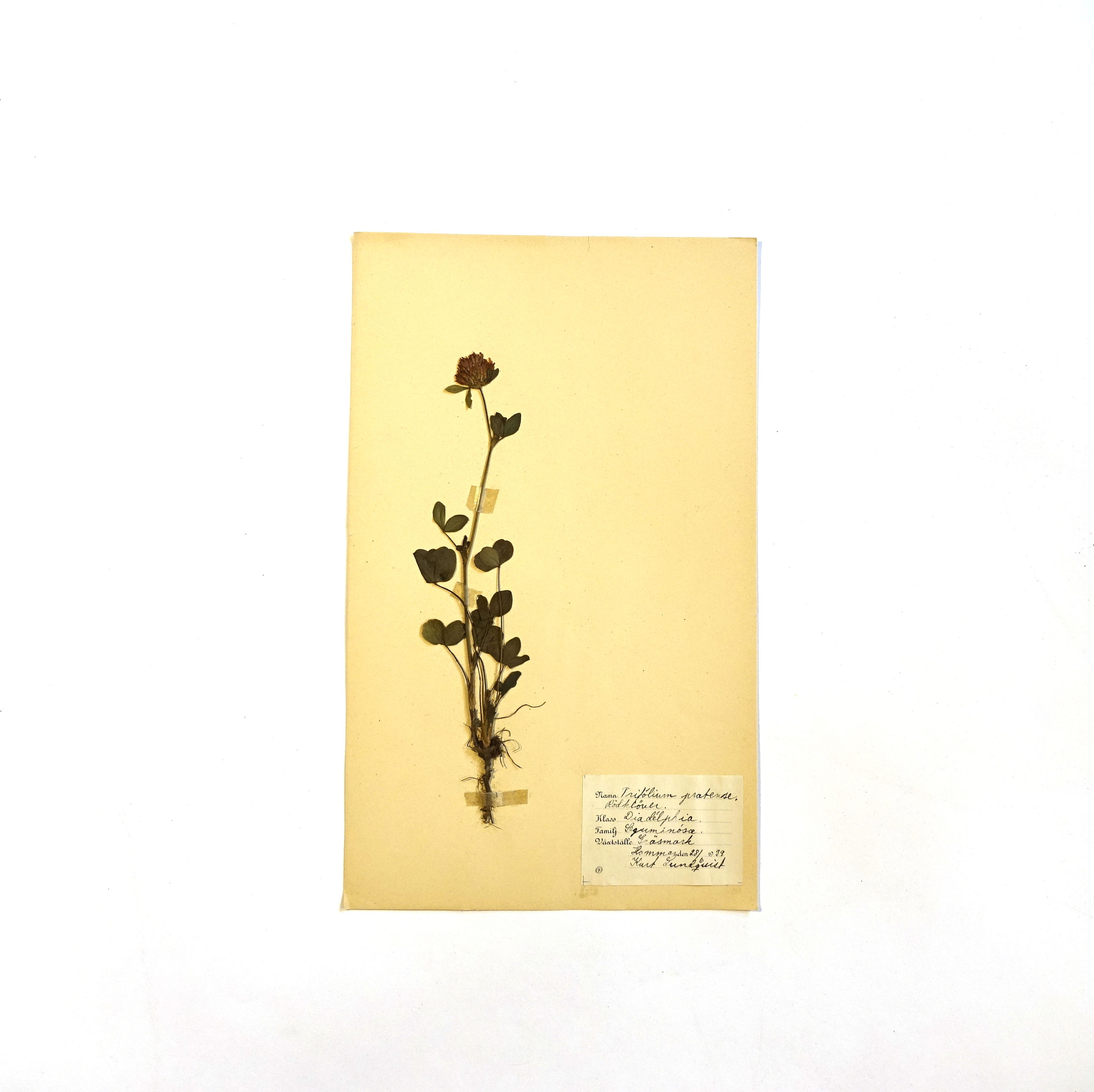 Antique herbarium