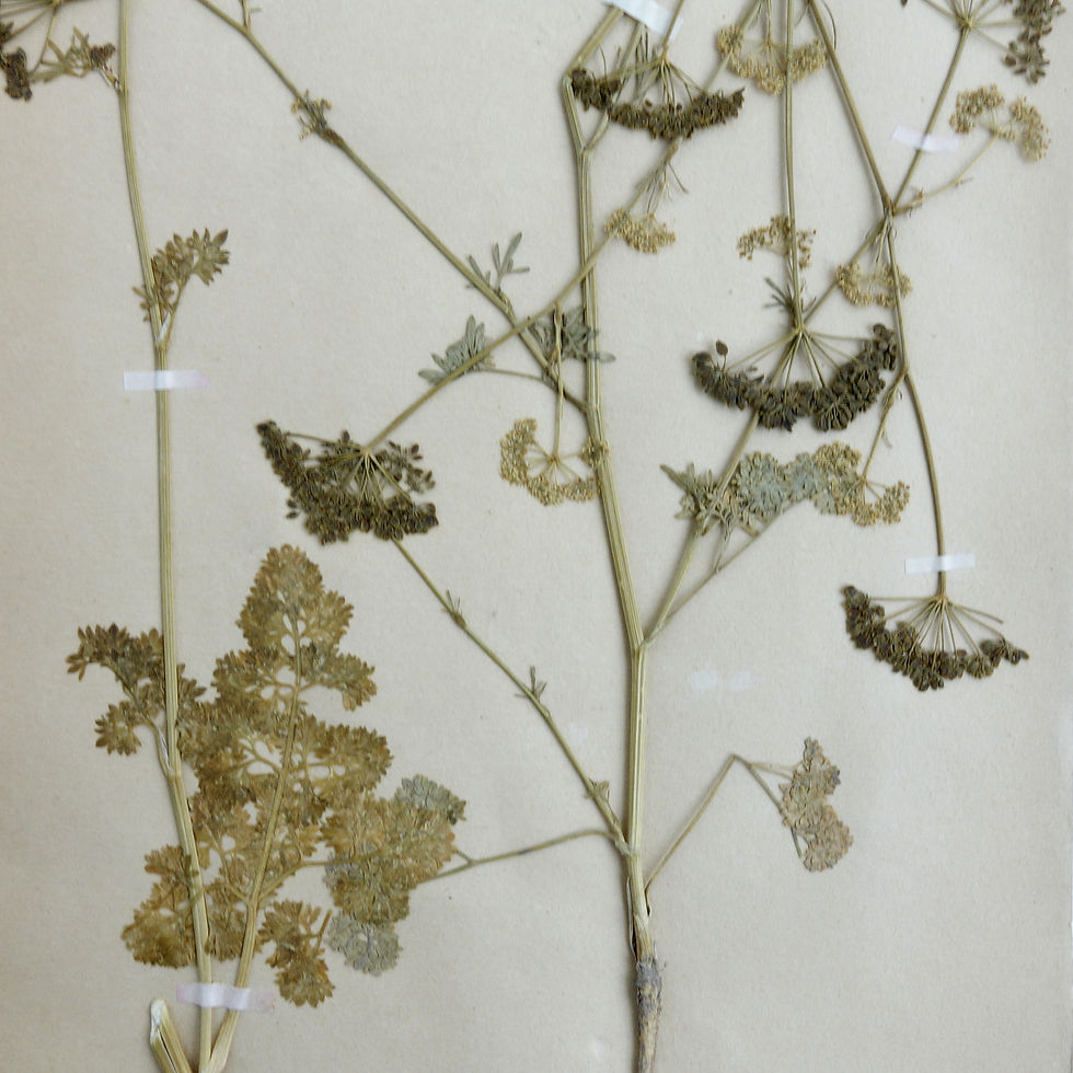サムネイル： Antique Herbarium. Different floral species picked in Sweden 1890-1950s
