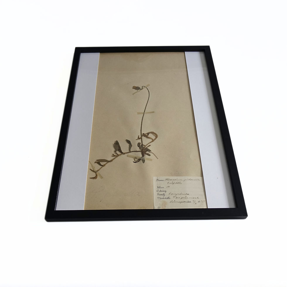 サムネイル： Antique framed Herbariums. Attributed with date, botanist and location in Sweden