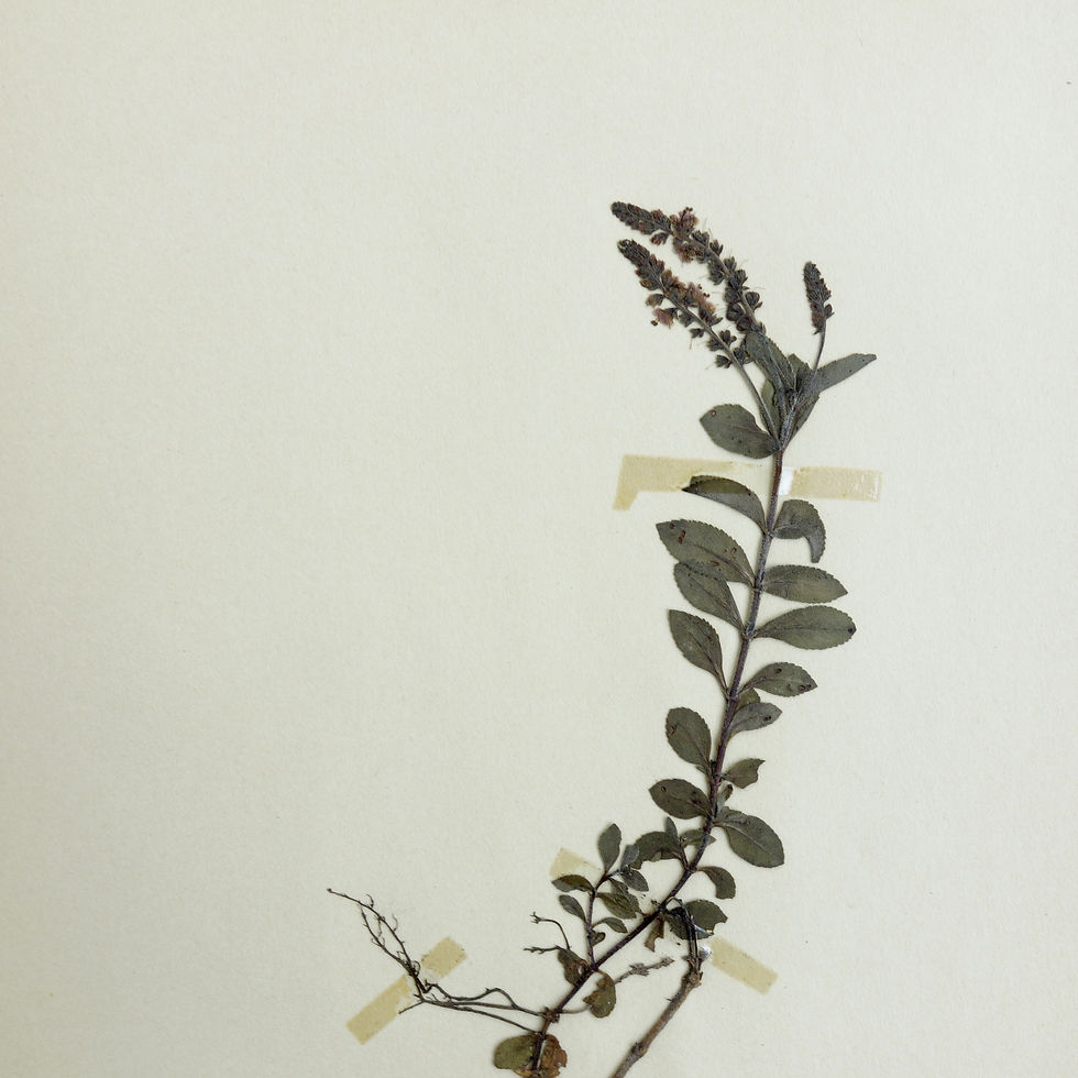 サムネイル： Antique Herbarium. Different floral species picked in Sweden 1890-1950s