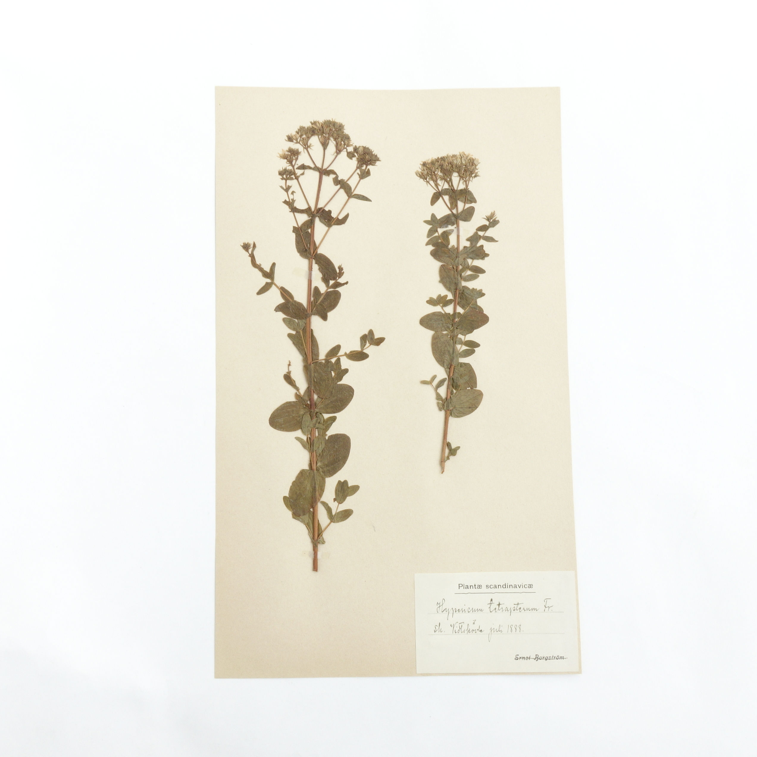 Antique Herbarium. Different floral species picked in Sweden 1890-1950s