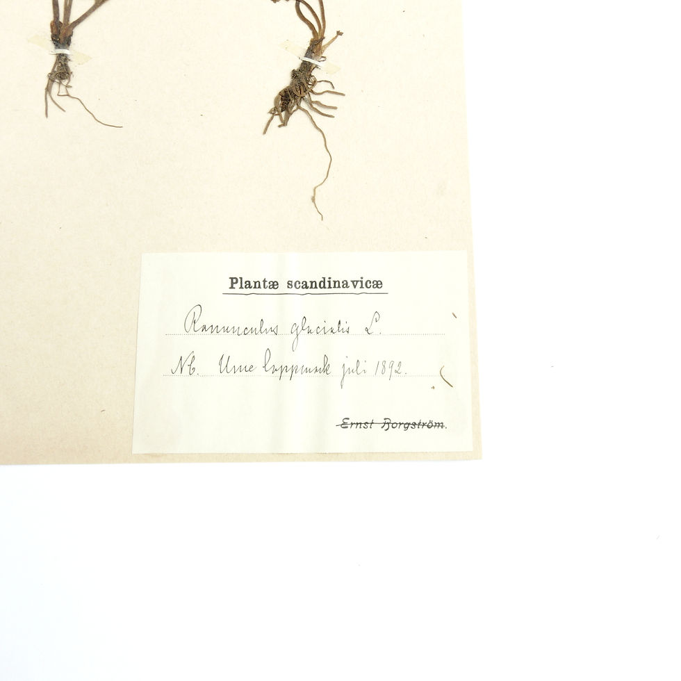 サムネイル： Antique Herbarium. Different floral species picked in Sweden 1890-1950s