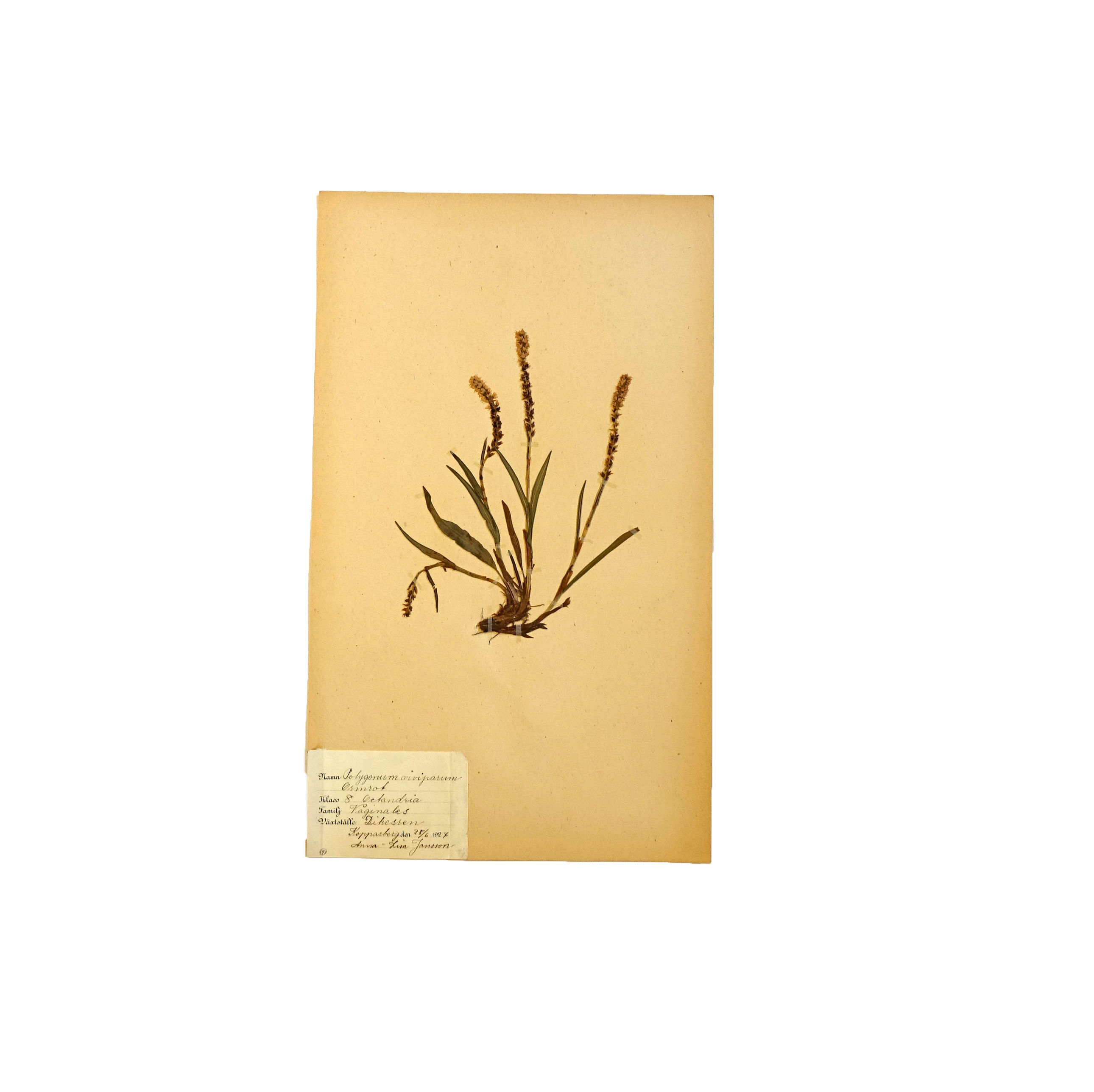 Antique herbarium
