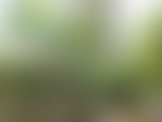 Plant Jungle in Your Home? It may be creating condensation and mold!!