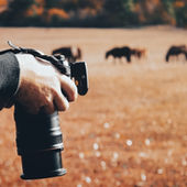 How to Tell Authentic Equine Brand Stories