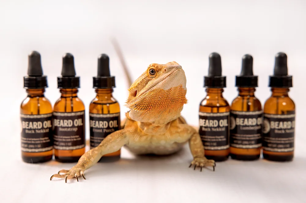 dragonbg.webp