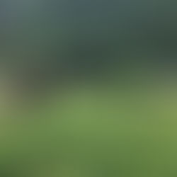 お茶づくり体験ができる宿