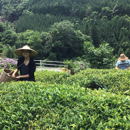 お茶づくり体験ができる宿