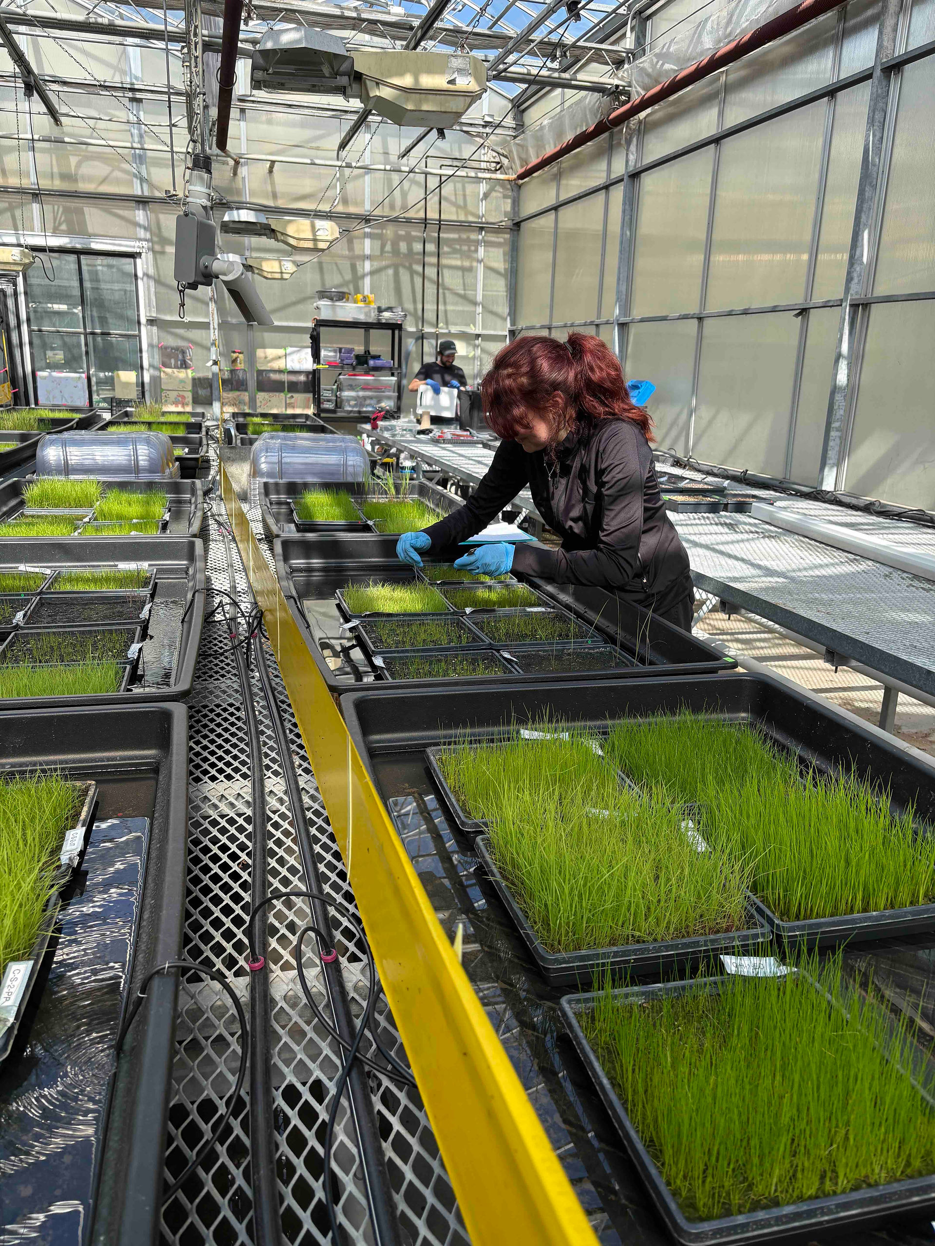 Mesure de l'élongation des plantes composant les tapis
