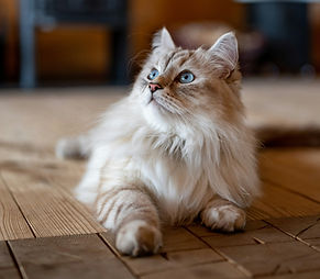 a cat sitting on the floor_edited.jpg