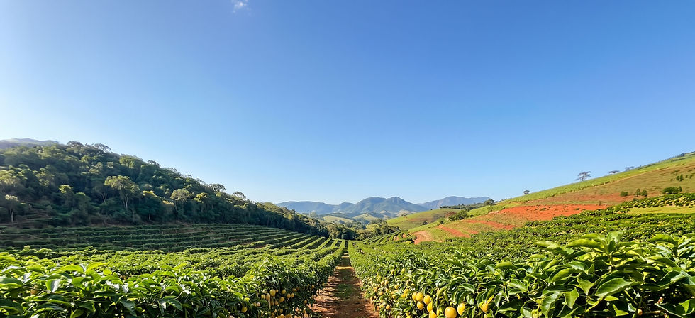 Pomar-Polpas-da-Roça-Céu-Azul.jpg