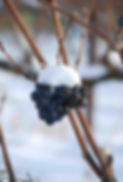 Snow and Pinot Noir.JPEG