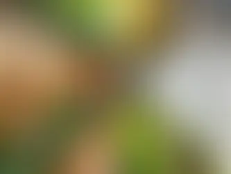 Wood vs. Vinyl Fencing: Which is Best for Your Home?