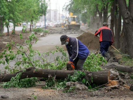 What to Look in A Tree Service Company?