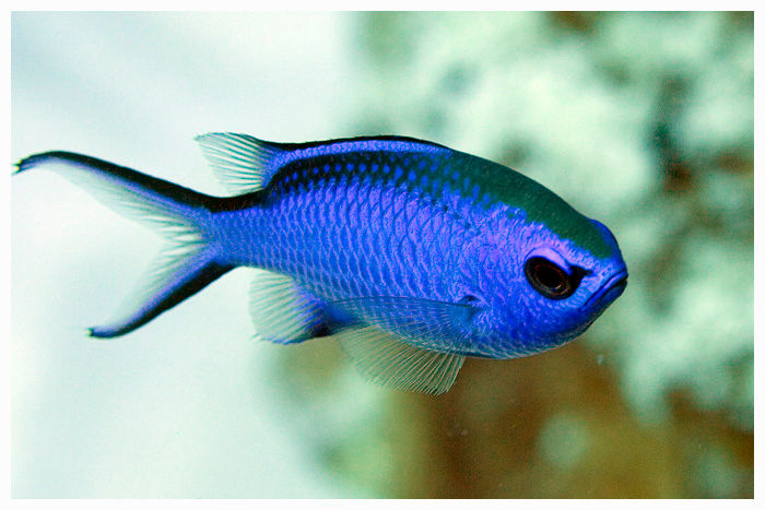 Fish_59