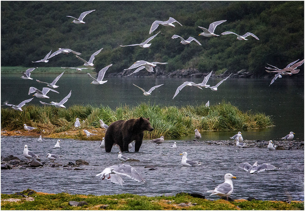 Grizzly Bears _58