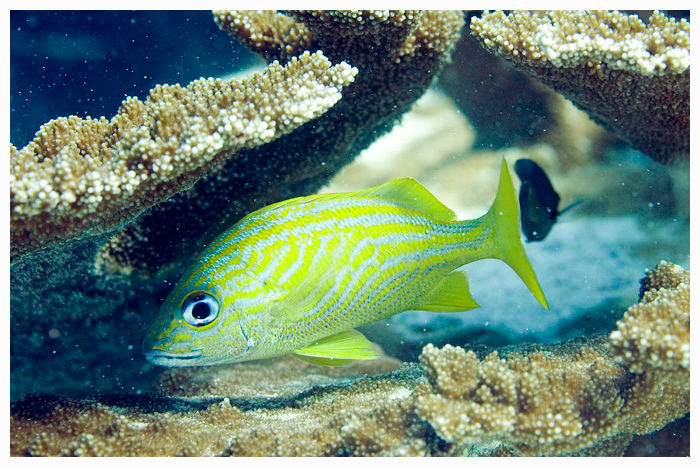 Fish_50
