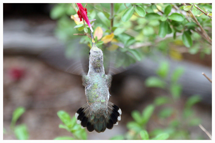 Hummingbirds_08
