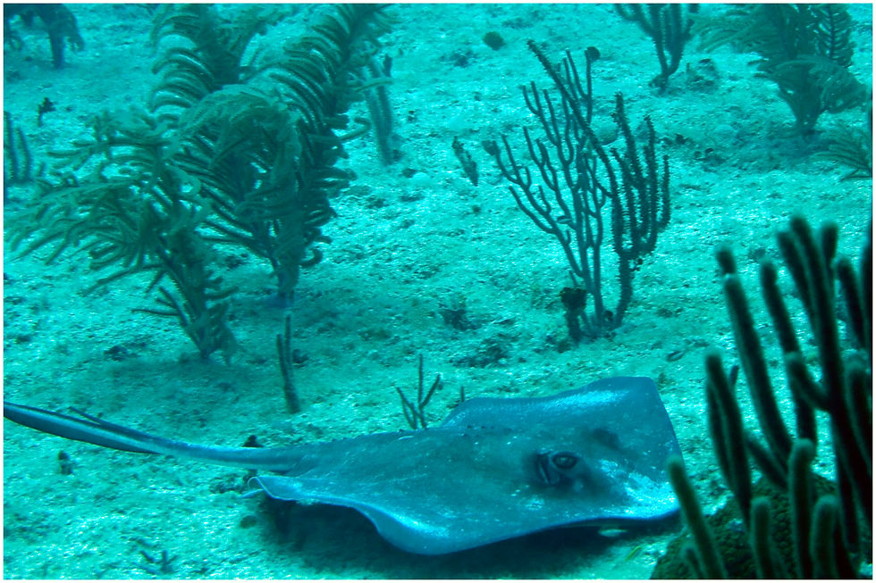 Fish_12