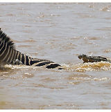 Africa_43