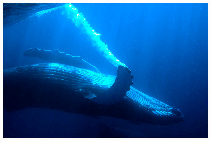 Humpback Whales_23