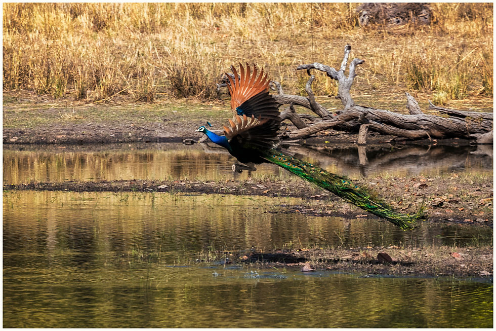 Bandhavgarh_56