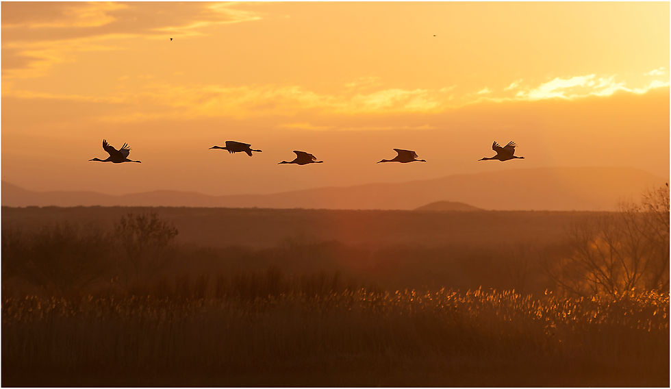 Bosque del Apache_52