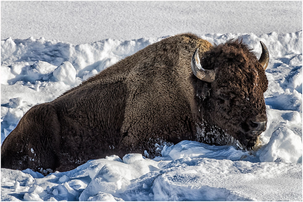 Yellowstone_28