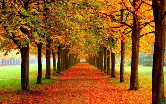 The Music of Trees at Malmesbury Abbey
