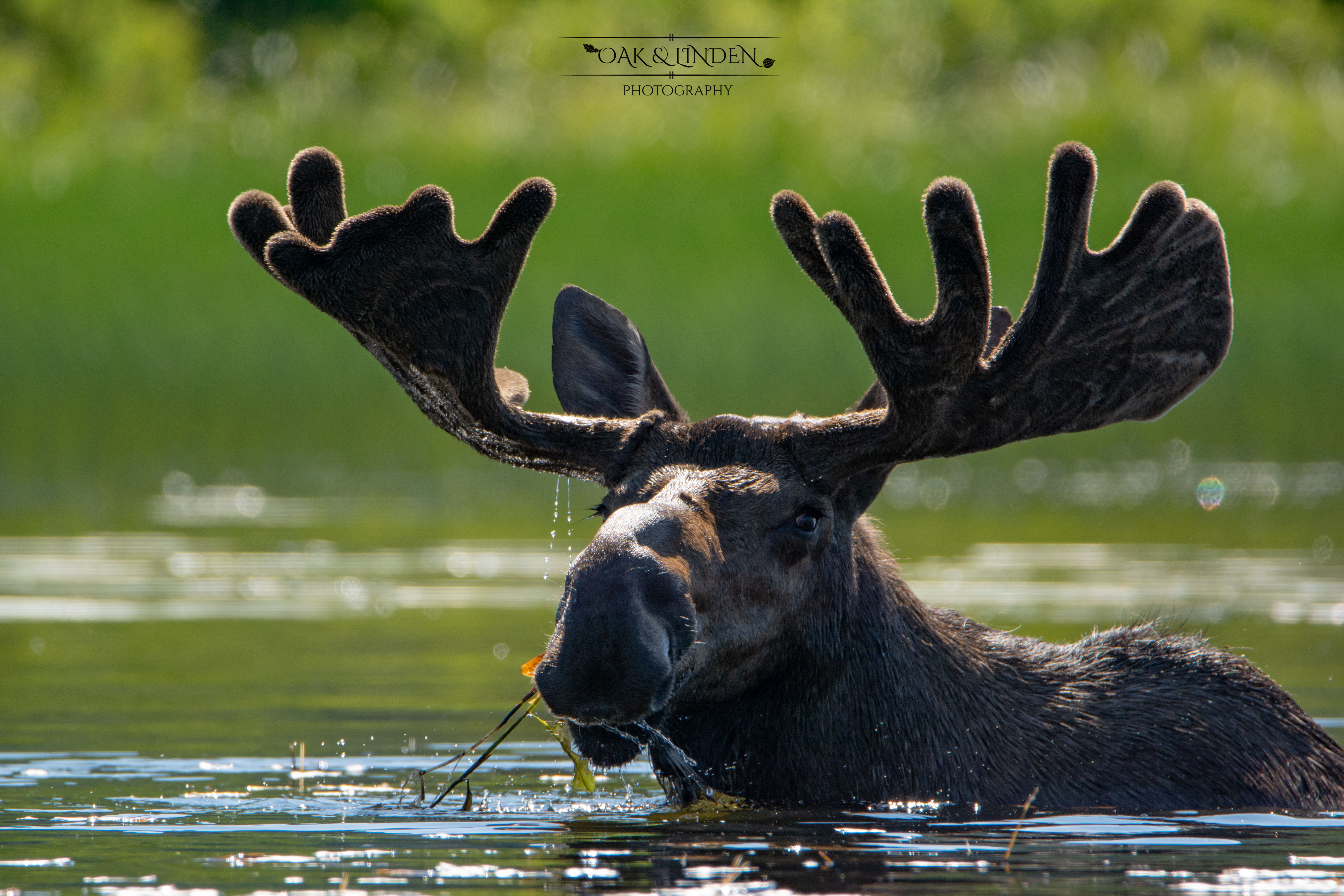 Water Moose