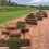 Thumbnail: Standard Lawn Turf 1 sq yd 