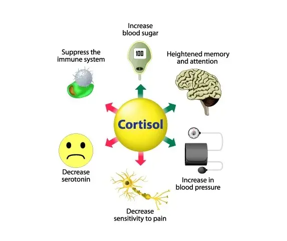 Cortisol: The Good vs. The Bad