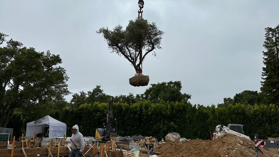 a large tree is being lifted into the air by a crane