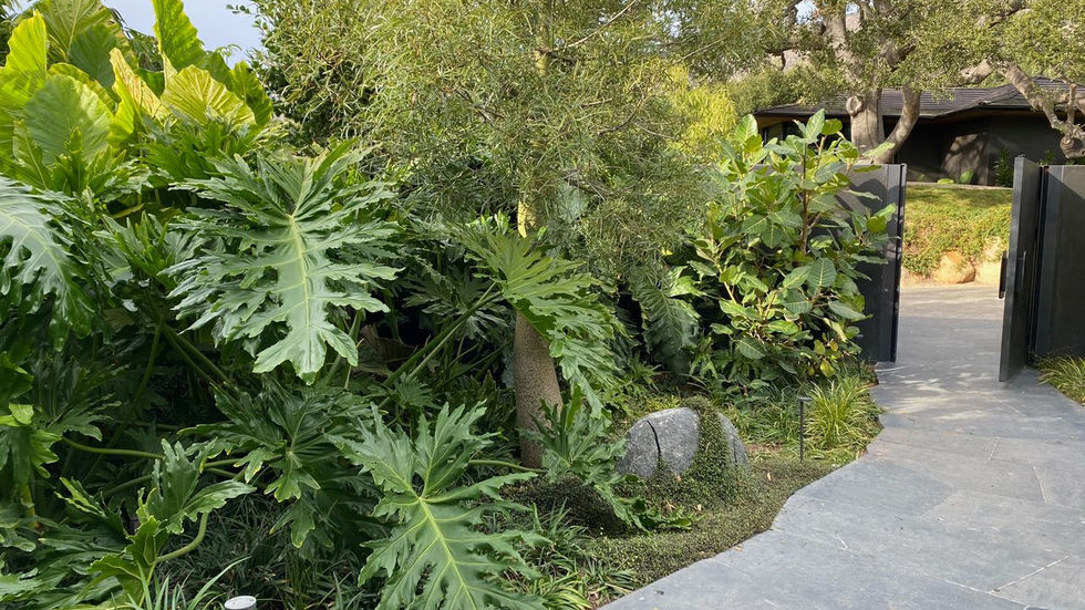 a lush green garden with lots of plants and trees