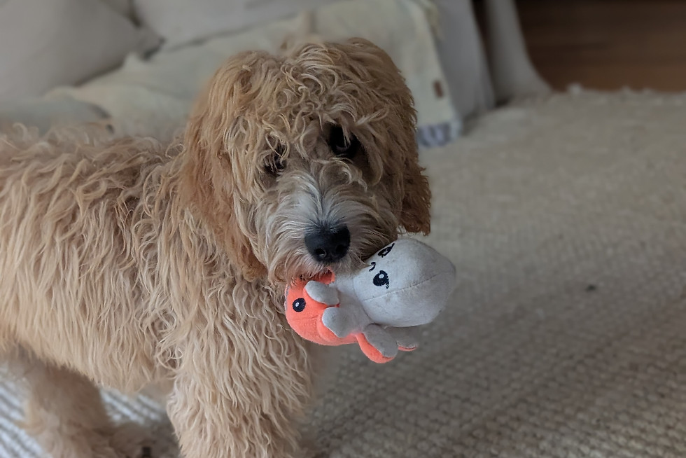 Dog-Days-Concierge-Puppy-School.jpg
