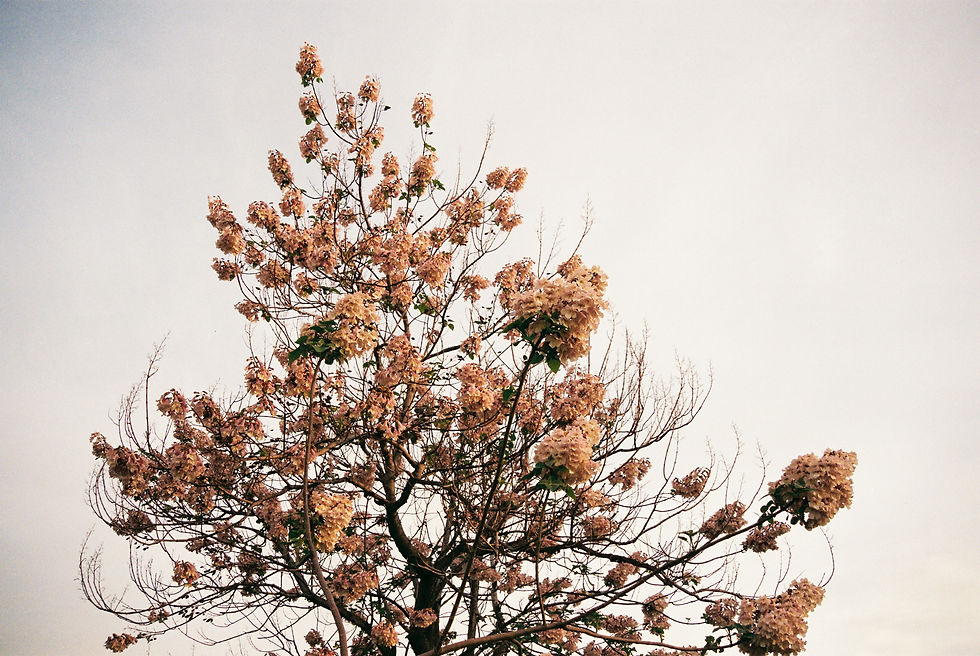 Happy Spring. The photo was taken with an Olympus 28-120 SLR.