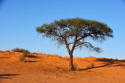 DSC_0231.JPG
